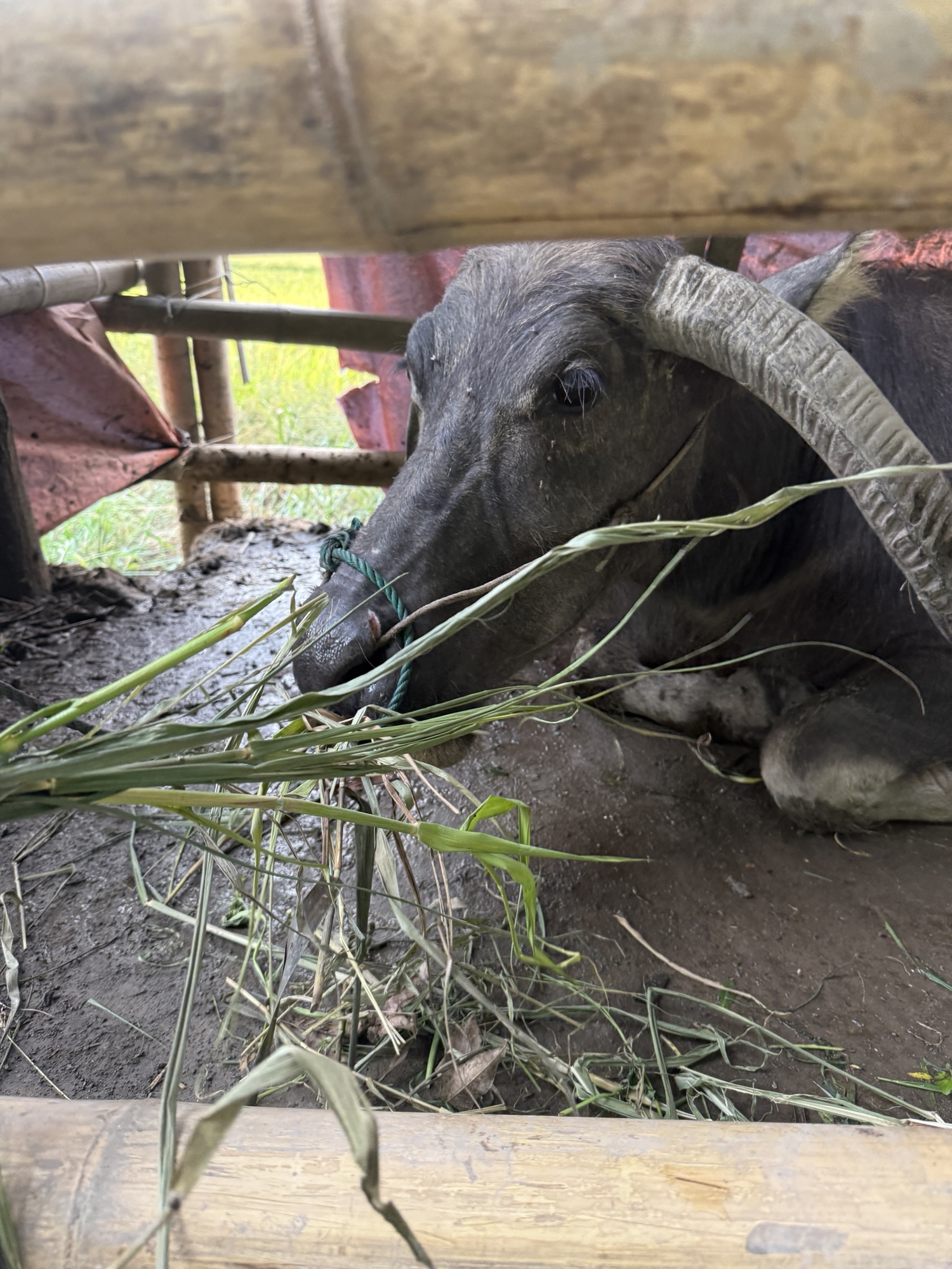 Buffle d'eau nourri à la main dans une ferme familiale de la campagne de Ninh Binh